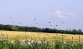 Percorso A piedi Sarród - Sziki őszirózsa tanösvény - Photo 4