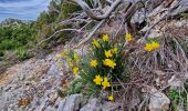 Excursión Senderismo Lacoste - Massif des Cèdres via Lacoste - Photo 12