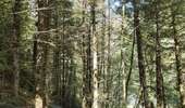 Trail Walking Goumois - Circuit du barrage de la Goule - Photo 12