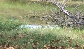 Trail Nordic walking Sainte-Anne - Belle mare - Photo 7