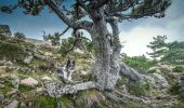 Excursión Otra actividad Zonza - monte calva bergerie de liviu - Photo 7