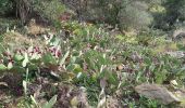 Trail Walking Collobrières - collobrieres, Lambert, laquina - Photo 2