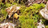 Trail Walking Bassemberg - col  - Photo 1
