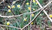 Excursión Senderismo Anhée - Warnant - Haut le wastia, jonquilles - Photo 10