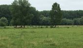 Tour Wandern Belœil - Les amis de la nature d’Ath - Photo 10