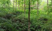 Randonnée Marche Sprimont - dans les bois au nord de Banneux - Photo 5