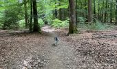 Trail Walking Libramont-Chevigny - Séviscourt - Photo 12