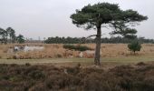 Trail Walking Kalmthout - Kalmthout heide - Photo 2