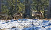 Tour Wandern Rochefort - Parc Animalier de Han - Photo 11