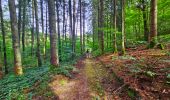 Trail Walking Beauraing - Balade dans la forêt de Felenne-Beauraing - Photo 10