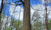 Tour Wandern Fontainebleau - Table du roi - 19 km - Photo 1