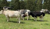Percorso Marcia Wincrange - Escapardenne Eisleck Trail: Moulin d'Asselborn - Houffalize - Photo 11