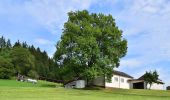 Tour Zu Fuß Sankt Peter am Wimberg - Waldwanderweg - Photo 3