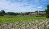 Tocht Stappen Bastenaken - Bastogne Mesa 280624 - Photo 11