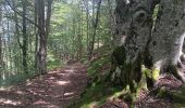 Trail Walking Céret - pic des salines . pou del neu . retour via GR10 . solo - Photo 5