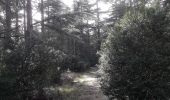 Trail Walking Bonnieux - Forêt des cèdres - Photo 2