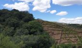 Trail Walking Banyuls-sur-Mer - banyuls_ColCerbere_T - Photo 3