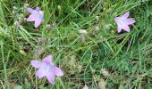 Tocht Stappen Messeix - PETITE BOUCLE AUTOUR DE BIALON - Photo 5