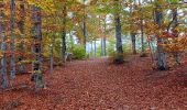 Tour Wandern Aurel - Couleurs d'automne au Ventouret - Photo 1