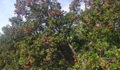 Trail Walking Montauroux - St cassien / friaoud - Photo 1