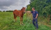 Tocht Stappen Doornik - Balade à Thimougies - Promenade de la Croix de la Grise - Photo 15