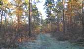 Randonnée Marche Saint-Jean-aux-Bois - en forêt de Compiègne_19_le Puits d'Antin_les Mares St-Louis_La Muette - Photo 12