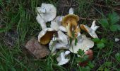 Trail Walking Spa - 20231003 - Tous en vadrouille - Champignons Berinzenne  - Photo 7