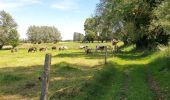 Tocht Elektrische fiets Ronse - Renaix - Ferme Dôrloû à Wodecq - Photo 6