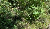 Trail Walking Dourbies - La Bascule Le Ginestou La Bascule  - Photo 7