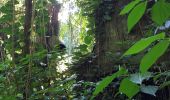 Excursión Senderismo Le Marigot - Boucle Pol Nord - Papin via Hbt Lagrange - Photo 10