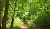 Randonnée Marche Notre-Dame-de-Bondeville - Randonnée en forêt Domaniale de Normandie - Photo 10