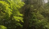Trail Walking Muhlbach-sur-Bruche - Le Jardin des Fées par la cascade de Soulzbach - Photo 12