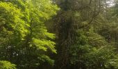 Tour Wandern Mühlbach an der Breusch - Le Jardin des Fées par la cascade de Soulzbach - Photo 12