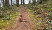 Trail Walking Stavelot - Stavelot 13 Km - Photo 4
