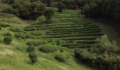 Randonnée Autre activité Unknown - Visite de la plantation de thé Boseong  - Photo 1