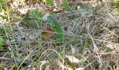 Tour Wandern Seignosse - les Landes  - Photo 2