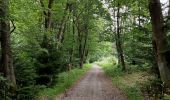 Trail Walking Vielsalm - La nature en questions   - Photo 13