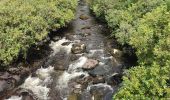 Tour Wandern West Cork - Glengarriff - Ardrigole - Photo 20