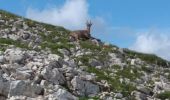 Percorso Marcia Saint-Agnan-en-Vercors - 38 Grand Veymont par le plateau - Photo 12