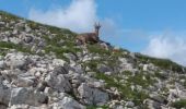 Trail Walking Saint-Agnan-en-Vercors - 38 Grand Veymont par le plateau - Photo 12