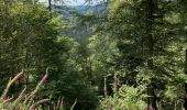 Trail Horseback riding Bertrimoutier - Restaurant belle vue col de sainte marie Tivio  - Photo 5