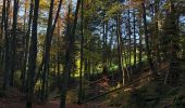 Randonnée A pied Wald (ZH) - Wald - Scheidegg - Photo 5