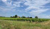 Excursión  Castelnau-de-Montmiral - Chemin de Gradille avec chapelle  - Photo 4