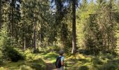 Tocht Stappen Büllingen - Panorama Medendoef - Photo 6