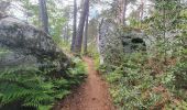 Tocht Stappen Fontainebleau - Fontainebleau Circuit PR Sentier Denecourt 5 - Photo 15