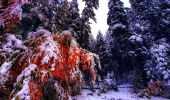 Tocht Te voet Unknown - Cabana M. Roșu - Șaua Gropșoarele - Curmătura Stânii - Photo 4