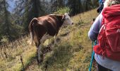 Tocht Stappen Valdeblore - La Colmiane - Le Caire Gros - Photo 19