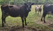 Trail Walking Val-de-Vie - Ste  Foy de Montgommery - Photo 19