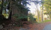 Trail Mountain bike Proveysieux - Panflay- Plaine de Girieux- Col de la charmette - Photo 11