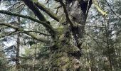 Trail Walking Aywaille - ninglinspo . chefna . fond de quareux  - Photo 11
